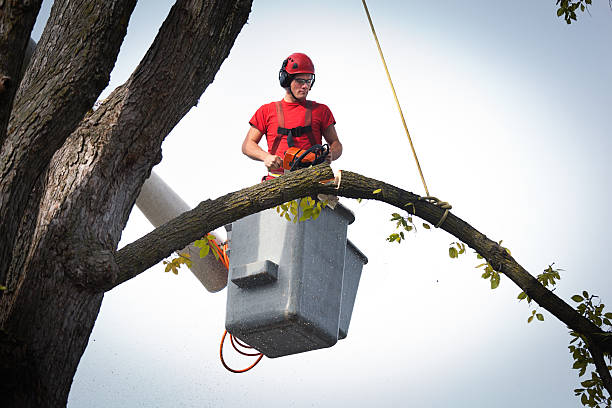 How Our Tree Care Process Works  in  Mechanicsburg, OH